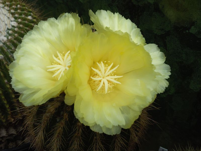 Eriocactus claviceps